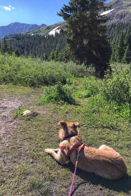 Teddy lying in the grass along the trail, looking out over the forested valley and mountains