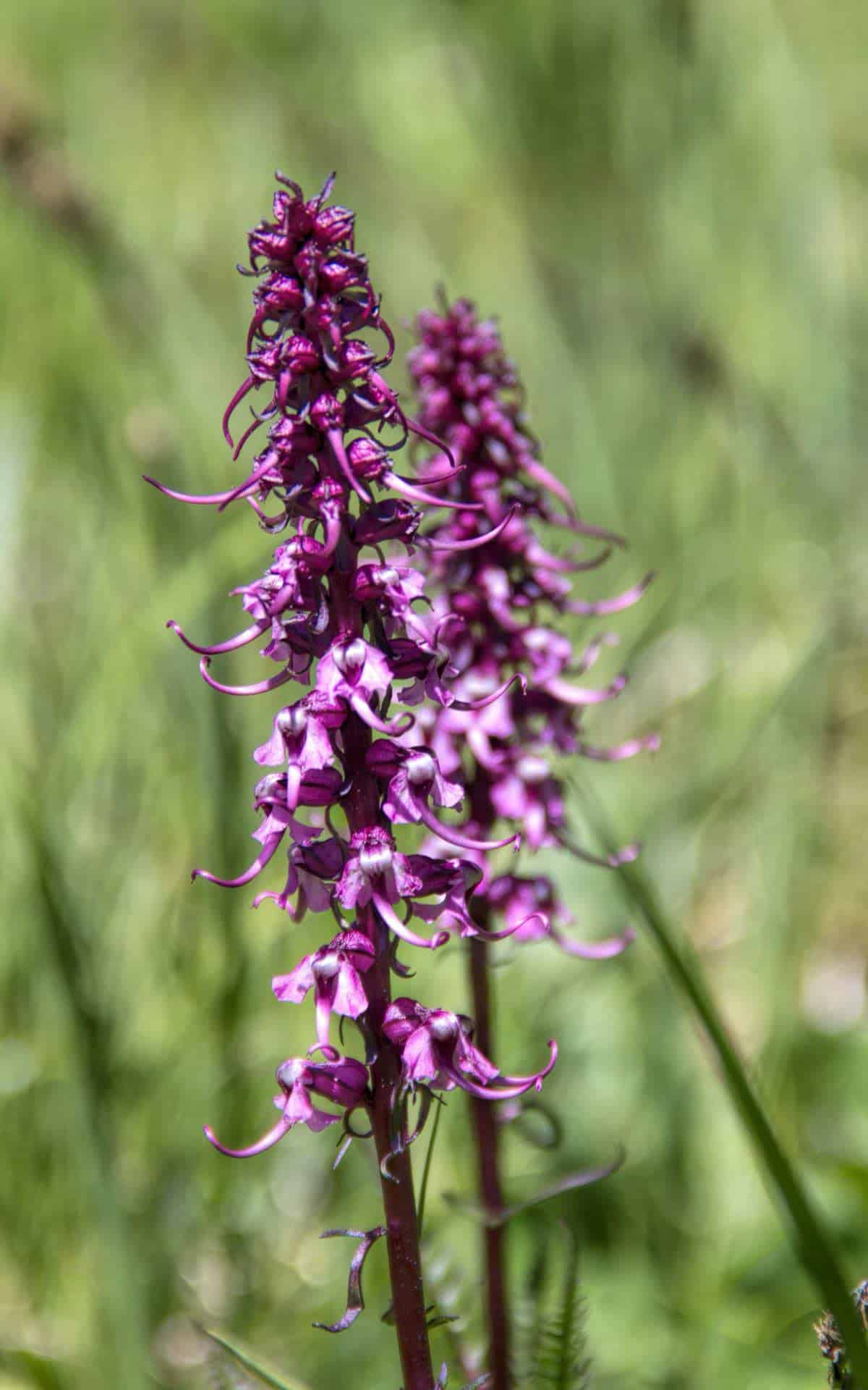 WIld Flowers - Lake Ann CO