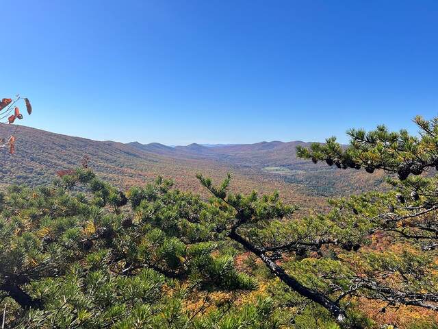 A wide valley view framed by pine branches under a clear sky