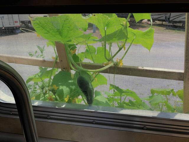 Rows of fabric grow-bag planters bursting with squash, beans, cucumbers, and tomatoes in front of the RV