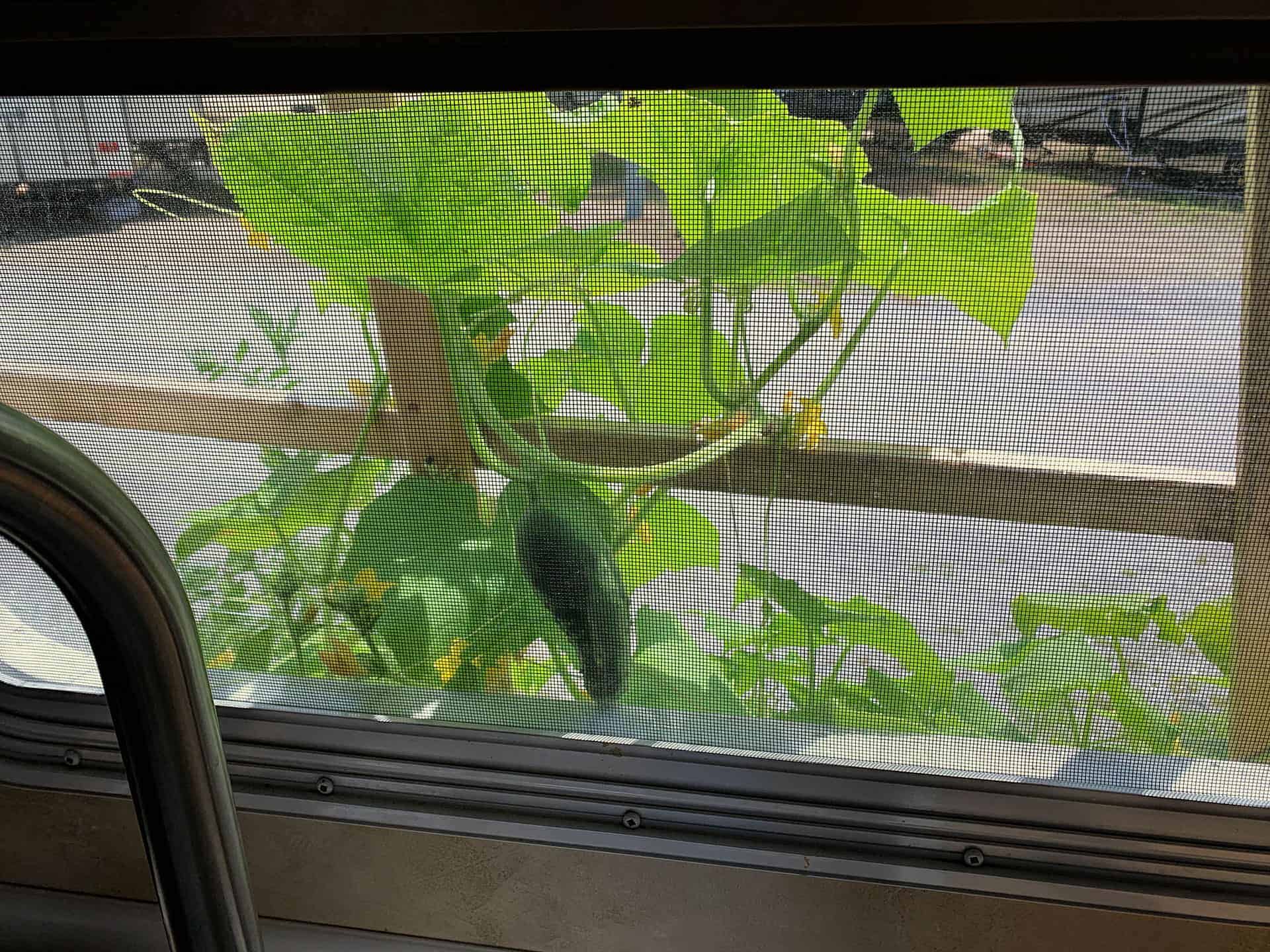Rows of fabric grow-bag planters bursting with squash, beans, cucumbers, and tomatoes in front of the RV
