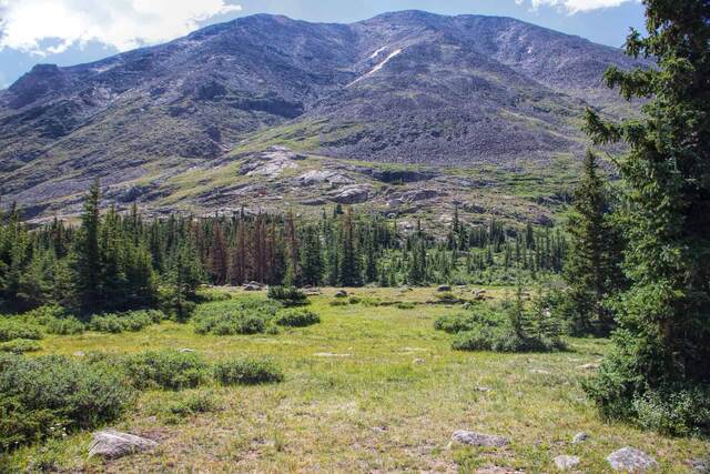 A rocky mountain slope with patches of dead reddish-brown pine trees among green forest, rising above a grassy meadow