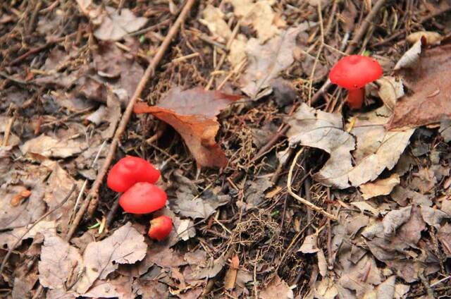 Tiny bright red mushrooms growing among fallen leaves on the forest floor along the trail