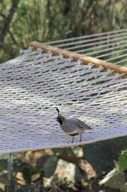 Gambel's Quail