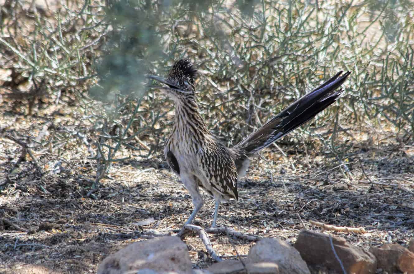 Arizona roadrunner