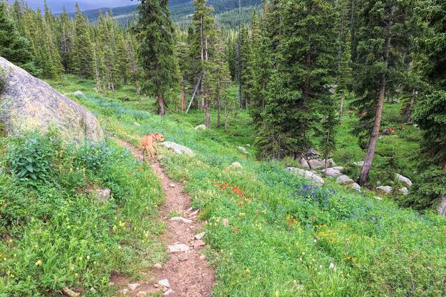 Teddy in his red harness on a wildflower-lined trail with red paintbrush and purple flowers, a granite boulder to the left