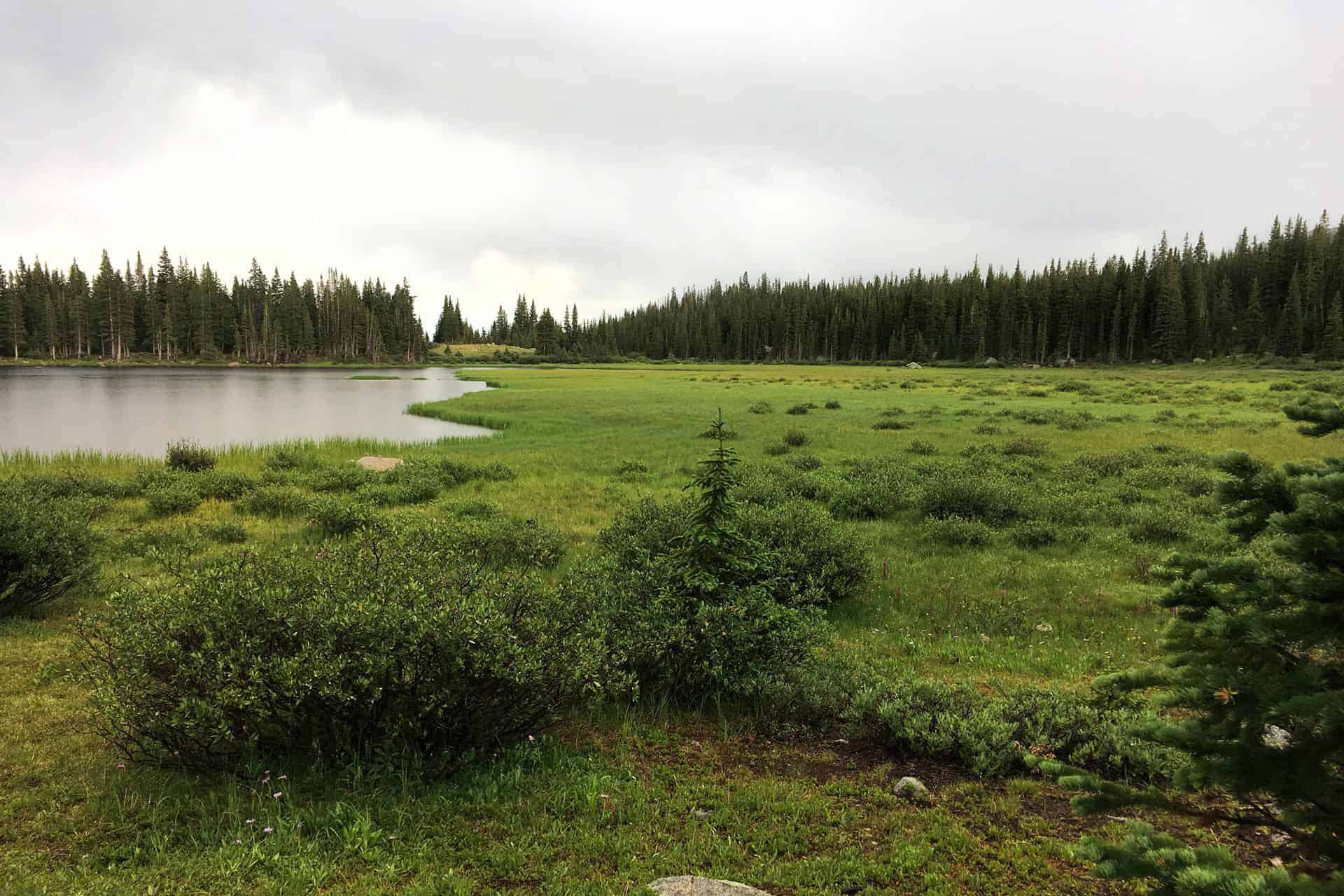 A lake surrounded by a grassy, marshy shoreline and forest treeline under an overcast sky