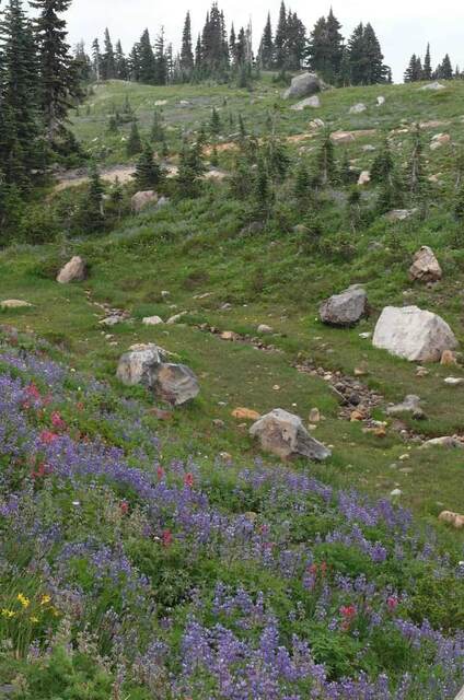 A hillside meadow scattered with boulders and a small trail, framed by evergreens under a cloudy sky