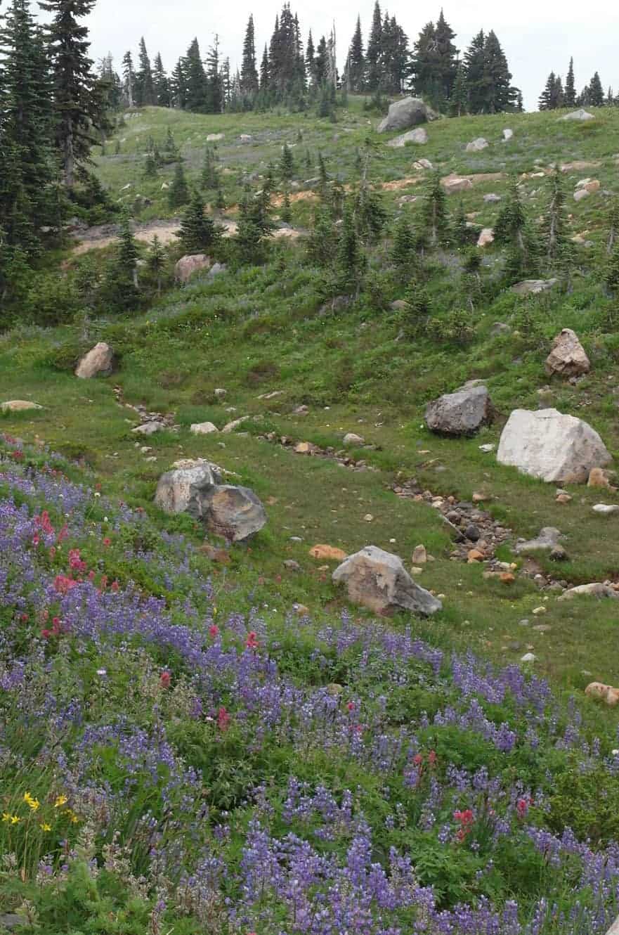 A hillside meadow scattered with boulders and a small trail, framed by evergreens under a cloudy sky