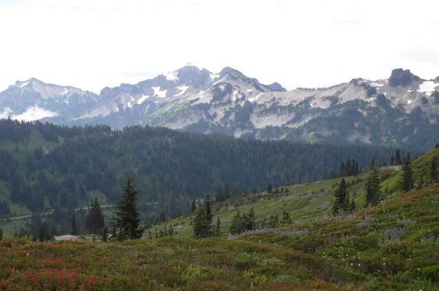A meadow of purple lupine and red wildflowers below the snow-streaked peaks of the Tatoosh Range