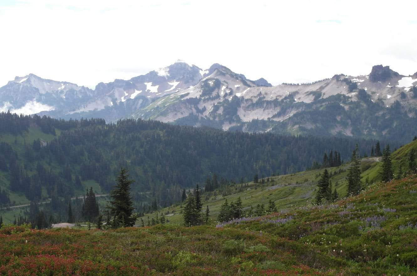 A meadow of purple lupine and red wildflowers below the snow-streaked peaks of the Tatoosh Range