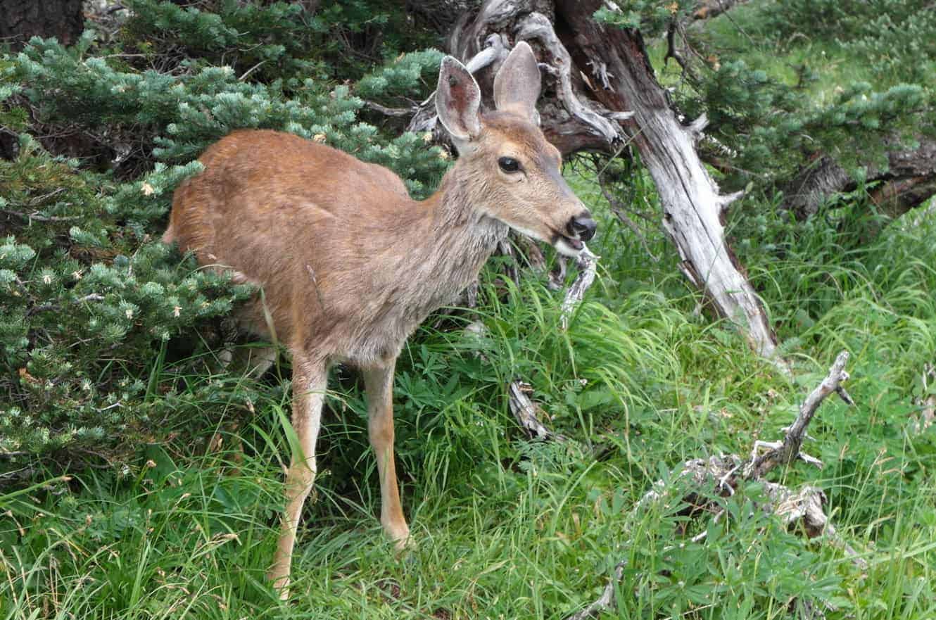 A deer standing in tall grass and brush, looking off to the side