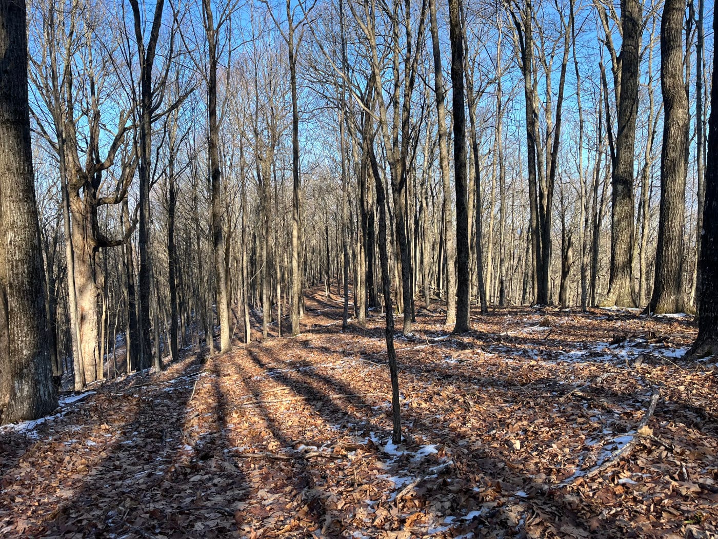 Looking back towards the bare trees and a light dusting of snow on the hike