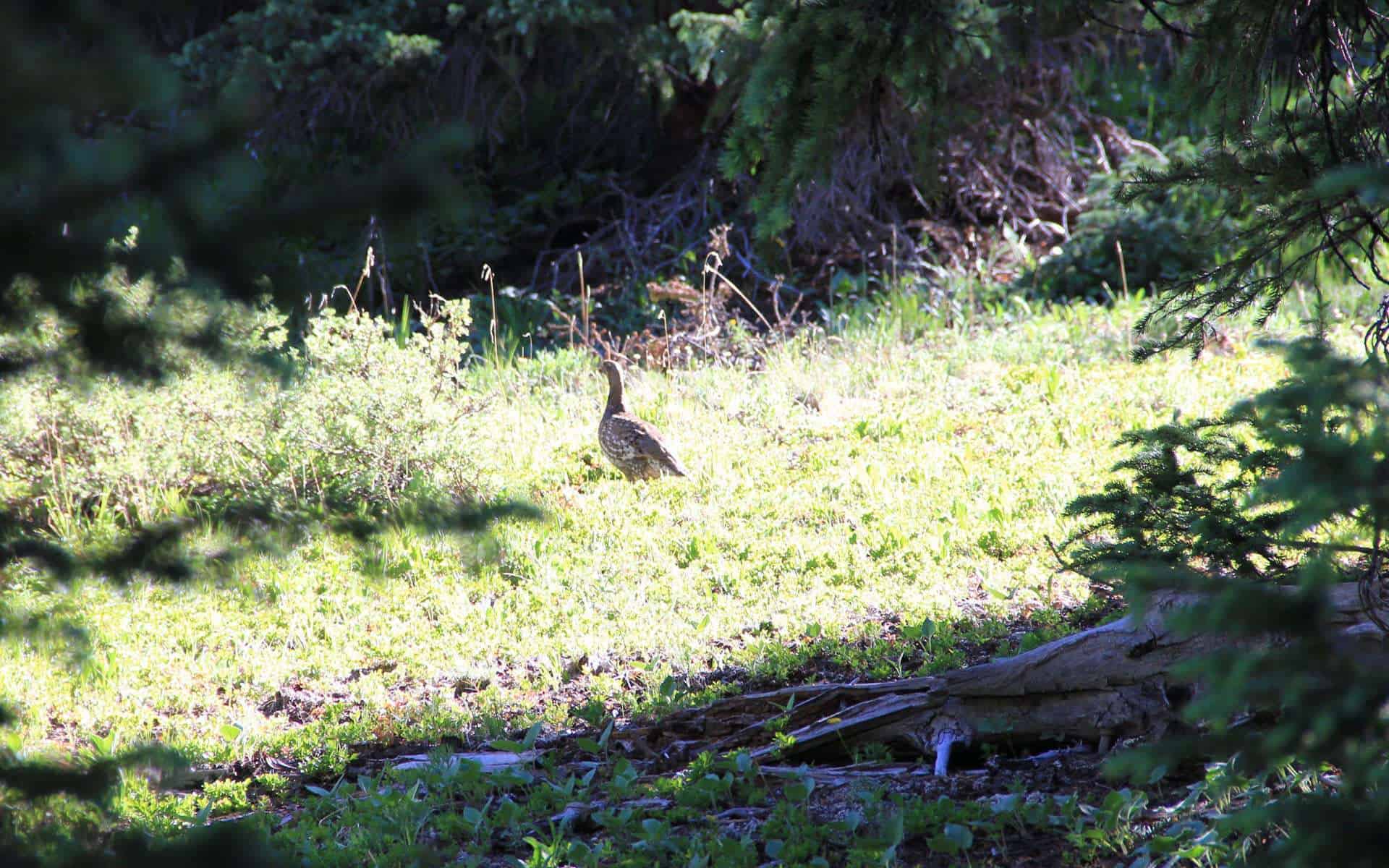 Bird on Poplar Gulch Trail, Saint Elmo CO