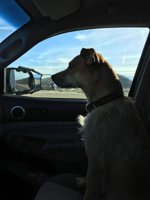 Teddy sitting in the passenger seat, looking out the window at the desert highway and mountains beyond
