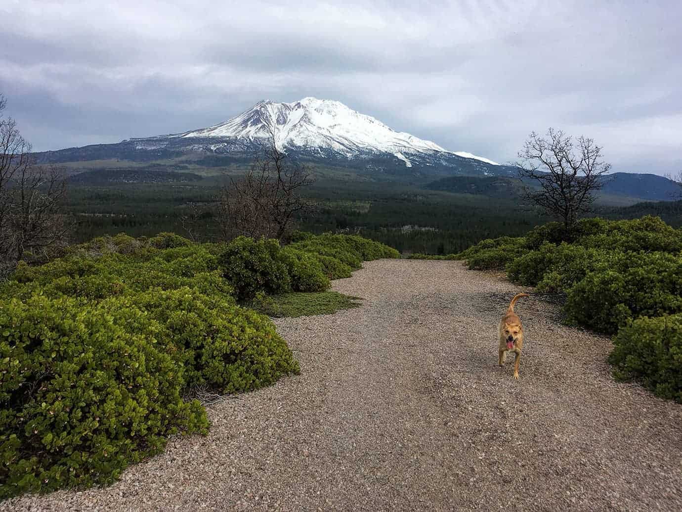 Teddy trotting along a gravel path with snow-capped Mount Shasta rising above the forest in the background