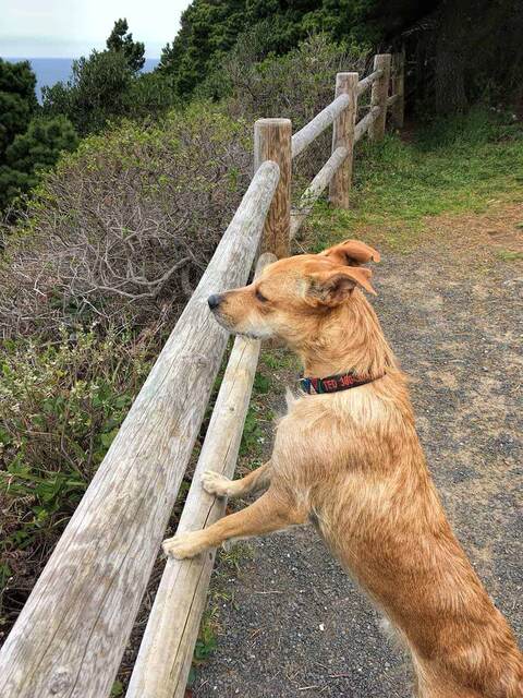 Teddy peering through a wooden rail fence at the ocean, with pine trees along the coastal trail