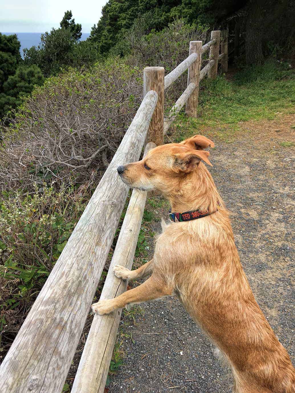 Teddy peering through a wooden rail fence at the ocean, with pine trees along the coastal trail