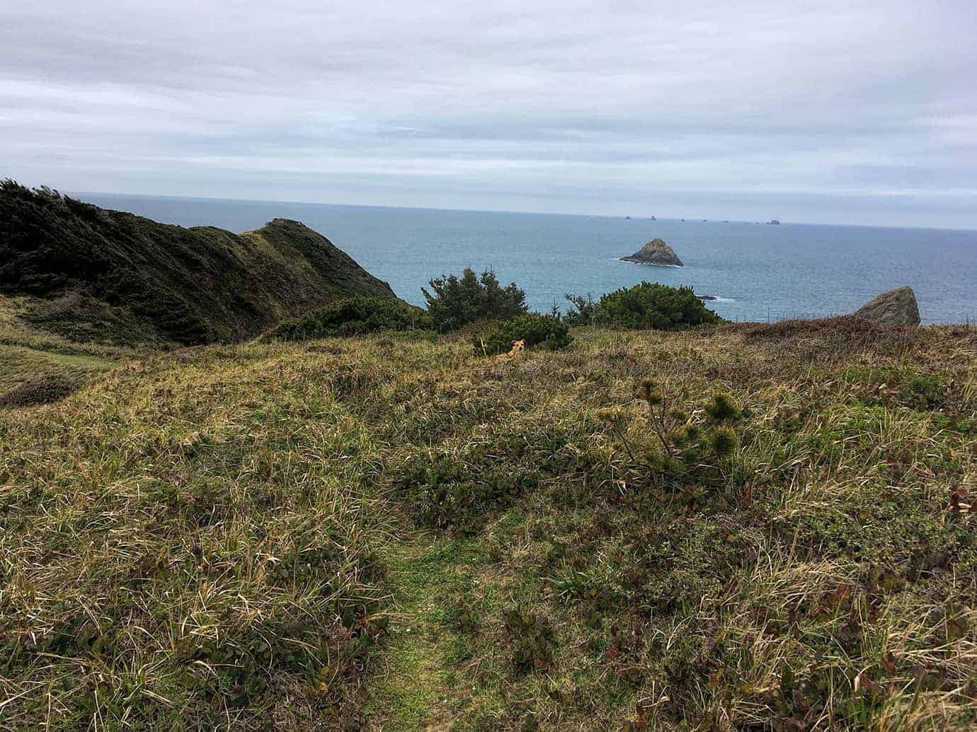 Teddy peeking through beach grass on a coastal bluff, with the ocean, a distant sea stack, and rocky headland beyond
