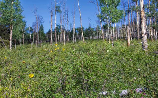 A hillside meadow of bare aspen trunks with yellow and pink wildflowers in the foreground