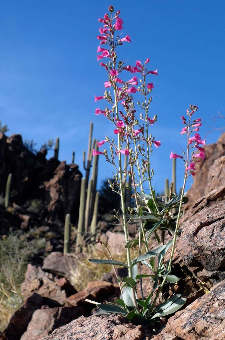 A tall spike of bright pink penstemon wildflowers blooming among rocks with saguaro cacti in the background