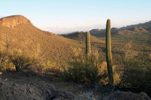 Two tall saguaro cacti backlit by late afternoon sun above a desert valley and distant mountains
