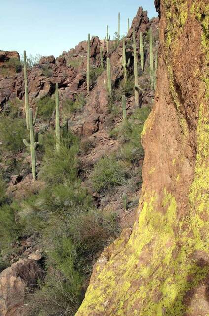 Saguaro cacti dotting a steep rocky hillside beside a lichen-covered boulder