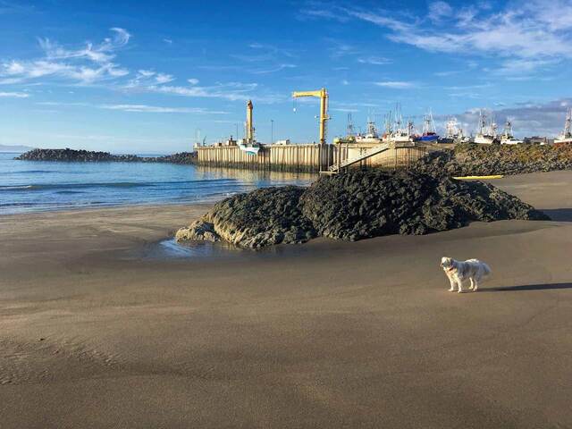 Teddy standing on the beach near black rocks, with the dolly dock, yellow crane, and fishing boats in the background