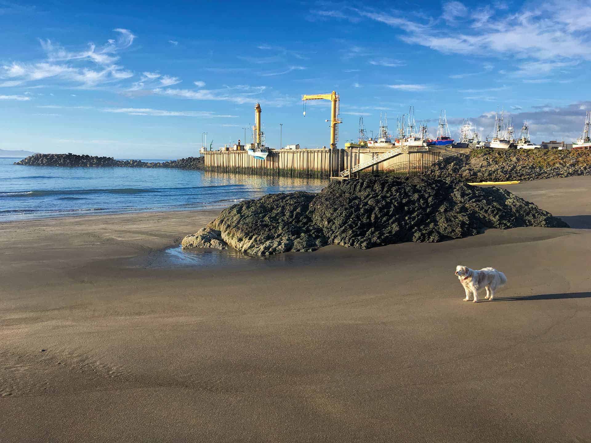 Teddy standing on the beach near black rocks, with the dolly dock, yellow crane, and fishing boats in the background