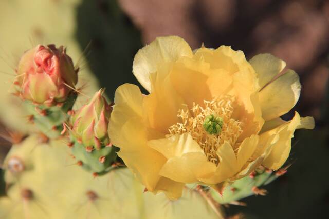 The desert blooms