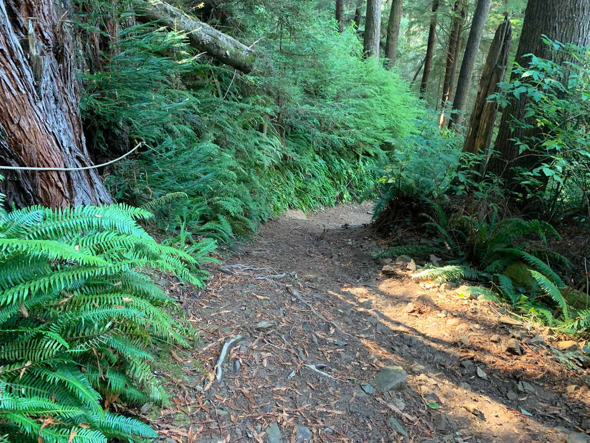 A fern-lined redwood trail with a rope handhold along the steep section