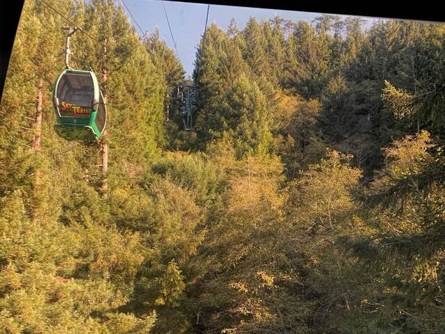 A Sky Trail gondola car traveling over the redwood forest canopy