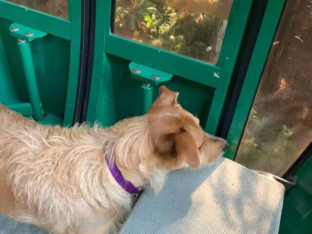 Teddy riding inside the Sky Trail gondola