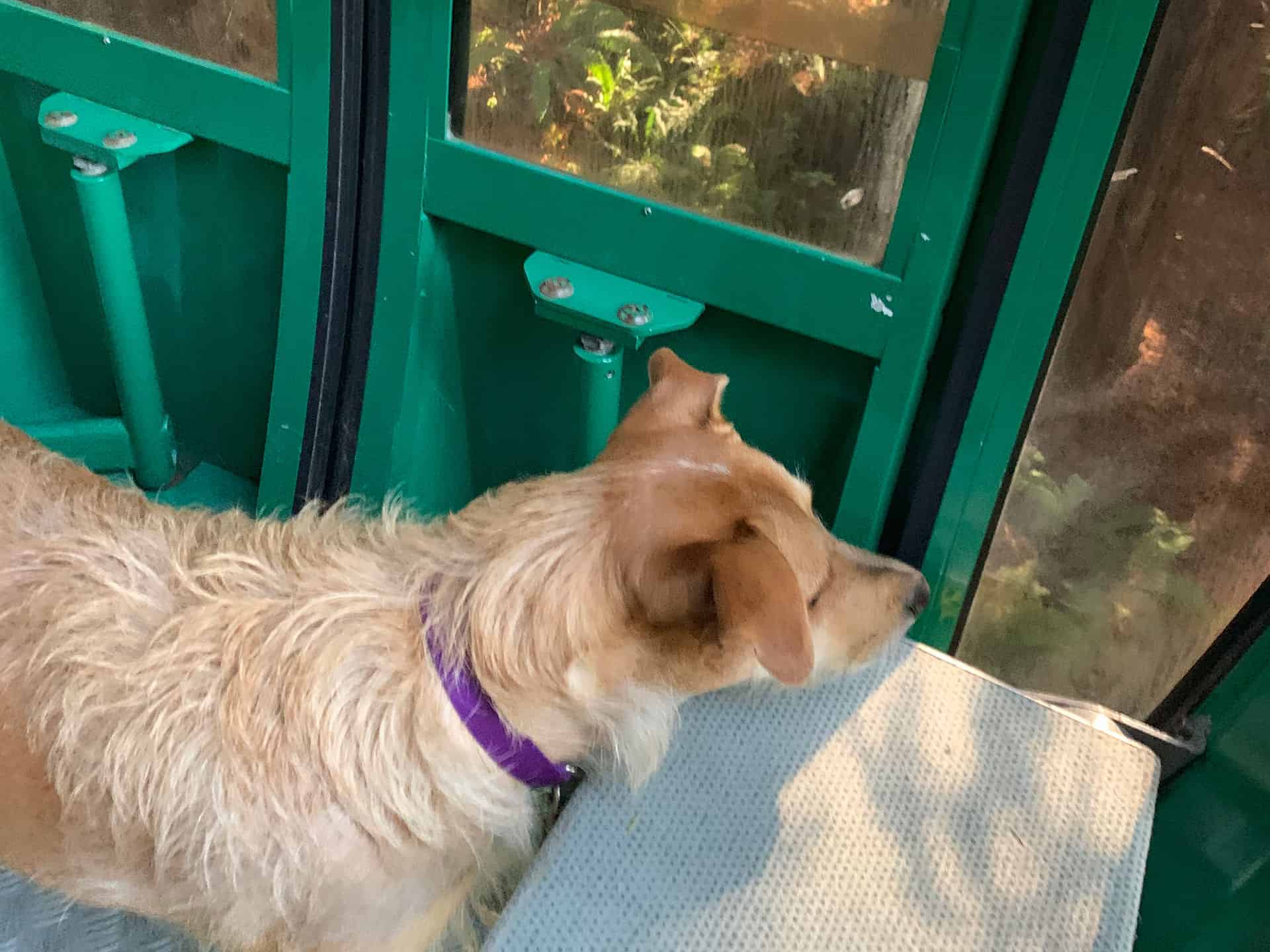 Teddy riding inside the Sky Trail gondola
