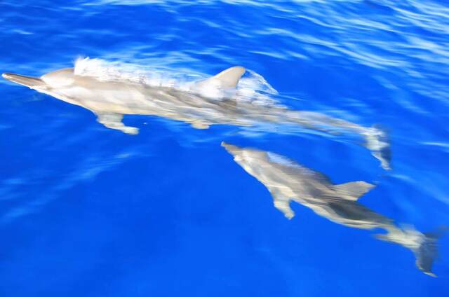 Two spinner dolphins swimming just beneath the surface