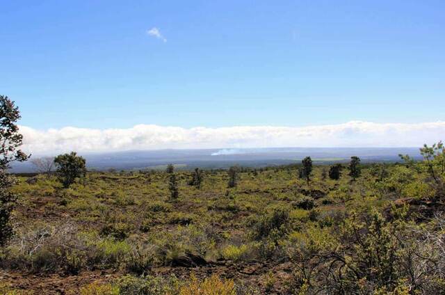 Sparse trees on the Mauna Loa Trail with smoke from the crater visible far below