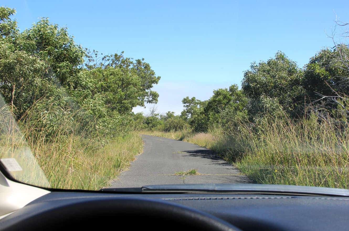 A narrow paved road through overgrown grass and trees, viewed through the car windshield