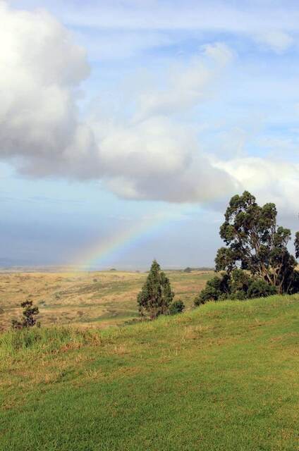 A rainbow arcing over grassy hills with eucalyptus trees in the foreground