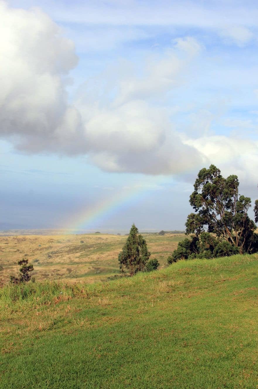 A rainbow arcing over grassy hills with eucalyptus trees in the foreground