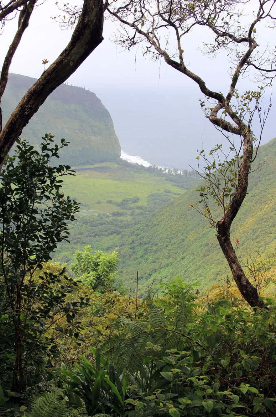 The Waipio Valley coastline framed by tree branches from the rim trail