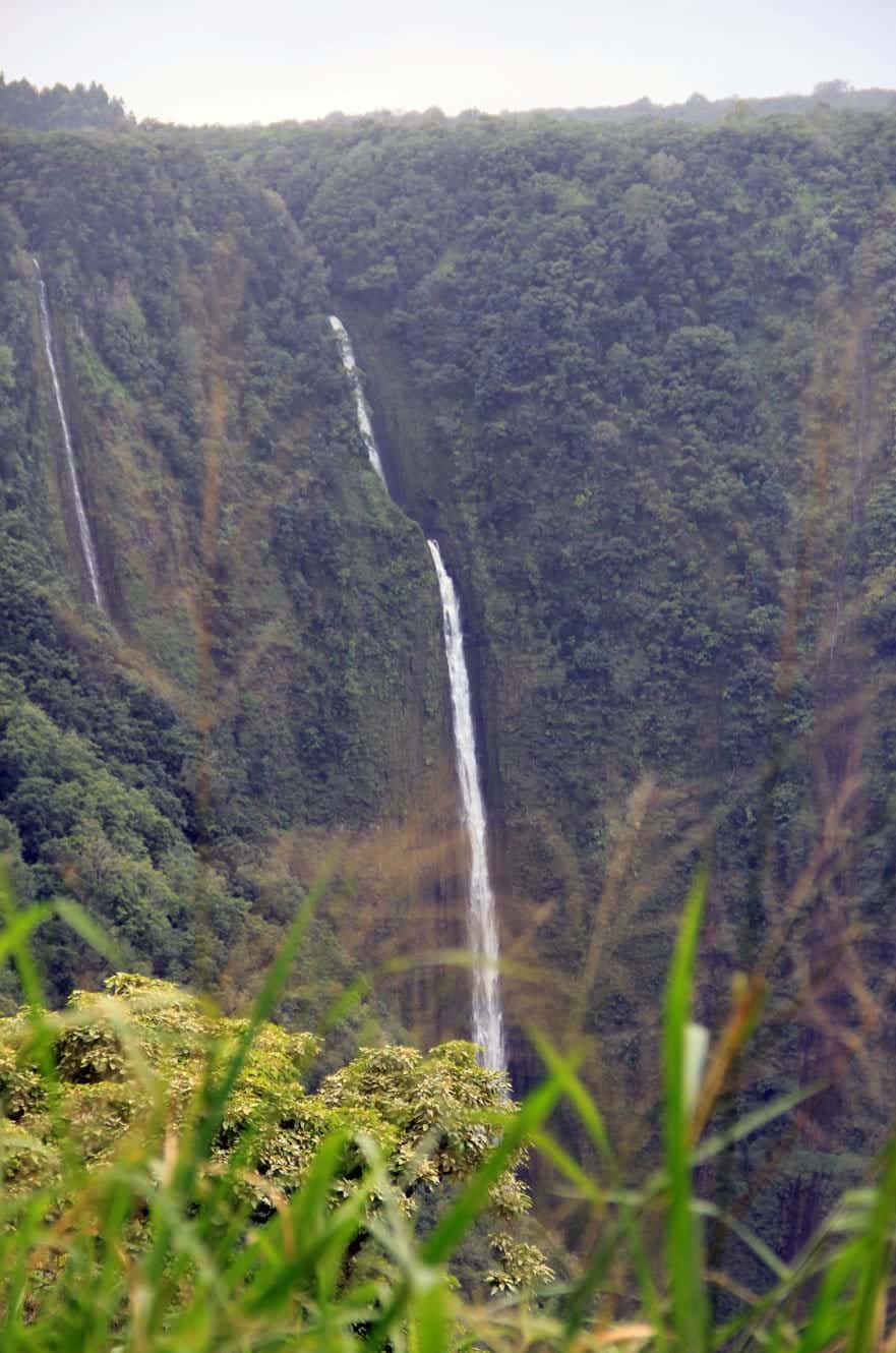 A pair of waterfalls cascading down the forested cliffs of the Waipio Valley, seen through tall grass