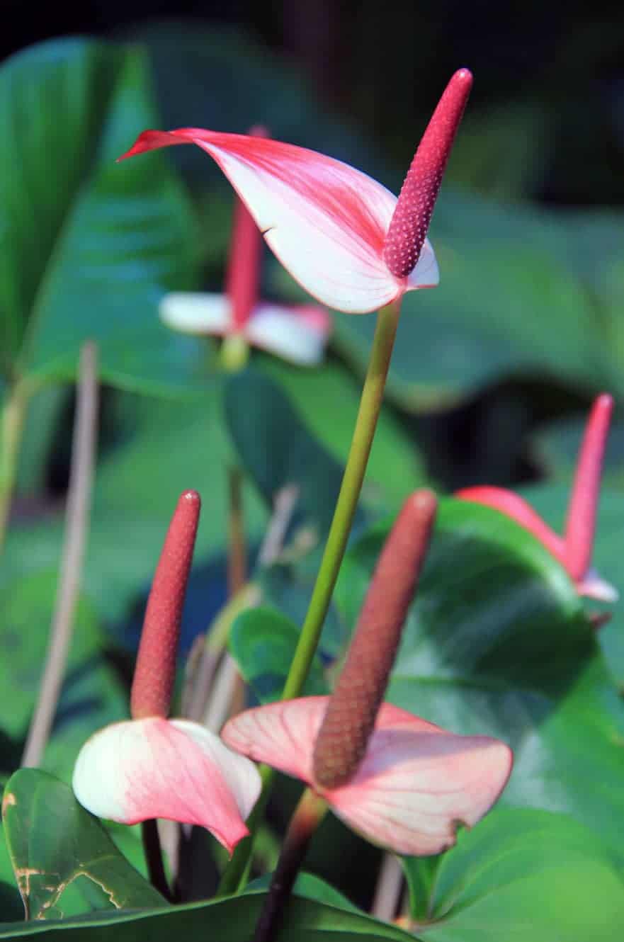 Pink and white anthurium flowers with tall spadices