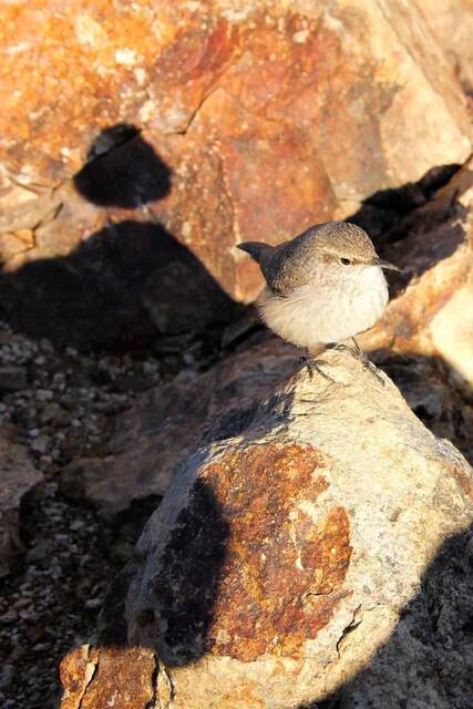 A rock wren perched on a sunlit boulder along the trail