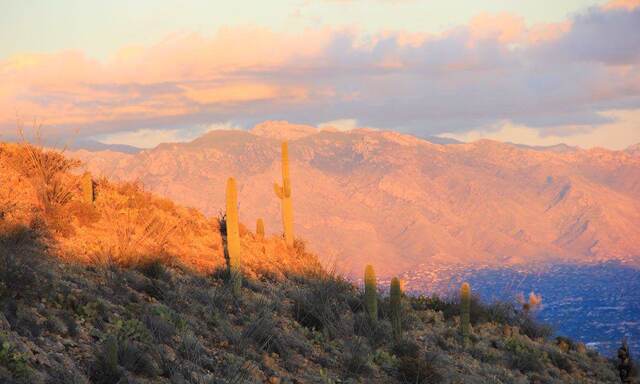 Saguaro cactus on the hillside lit by golden sunset light, with the mountains and Tucson below