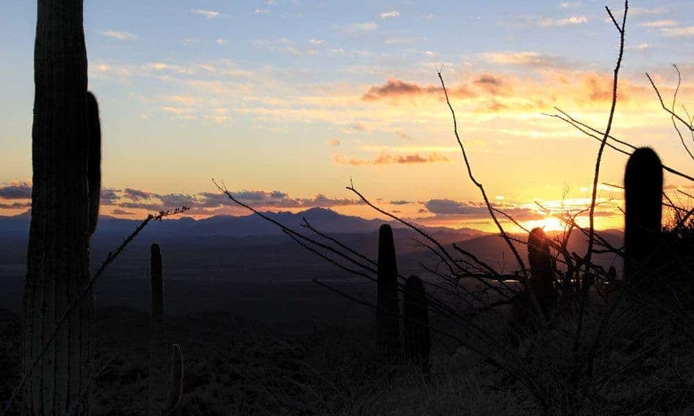 Silhouetted saguaro and ocotillo against a desert sunset from Wasson Peak