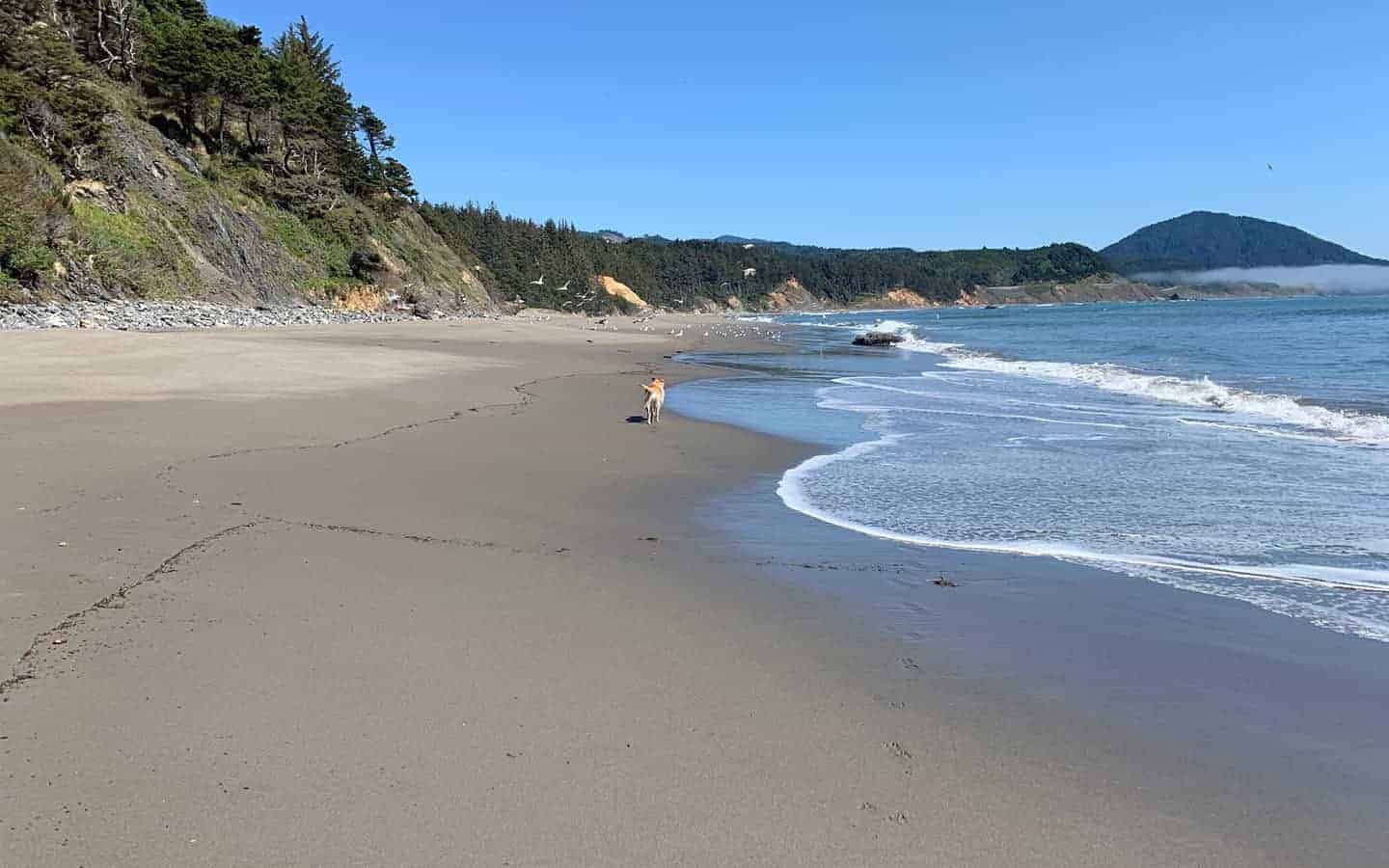 Teddy walking along an empty sandy beach with forested cliffs and a foggy headland beyond