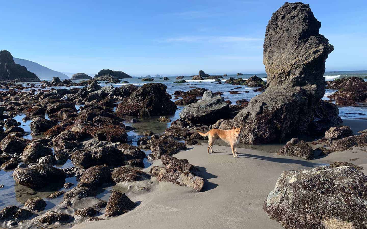 Teddy standing among large barnacle-covered rocks near a tall sea stack at low tide