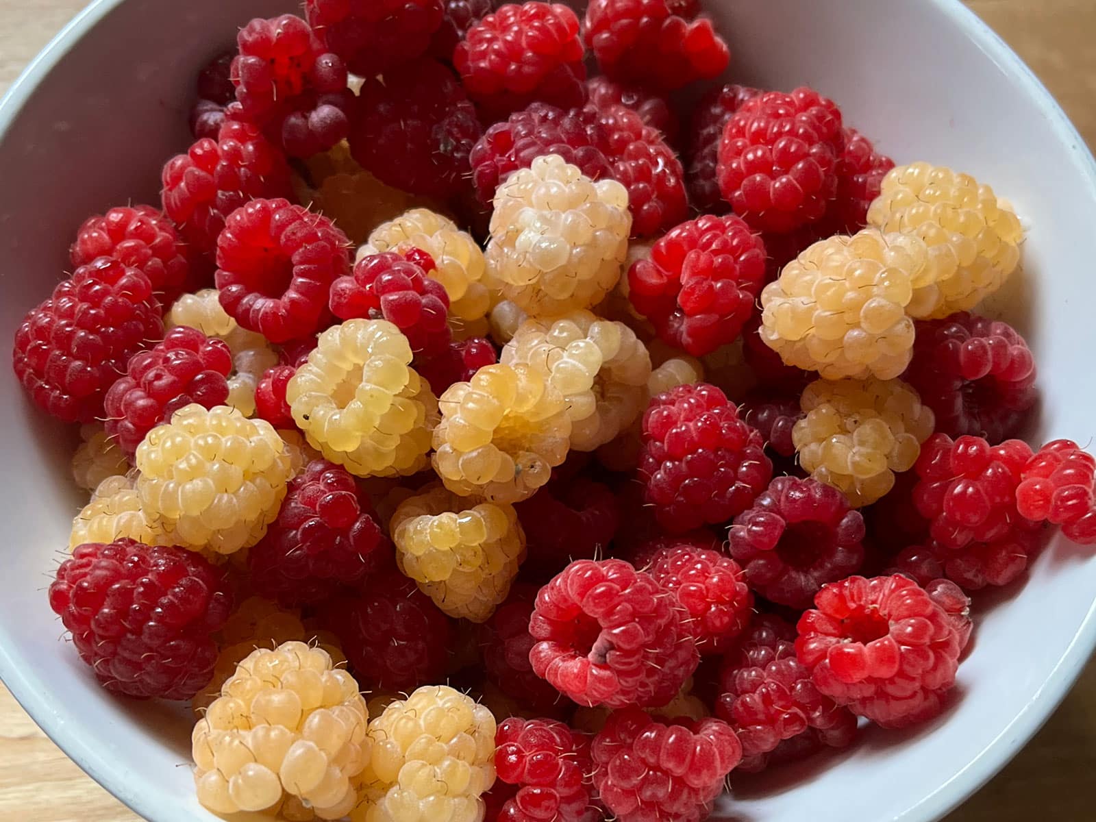A bowl of fresh red and golden raspberries from the garden