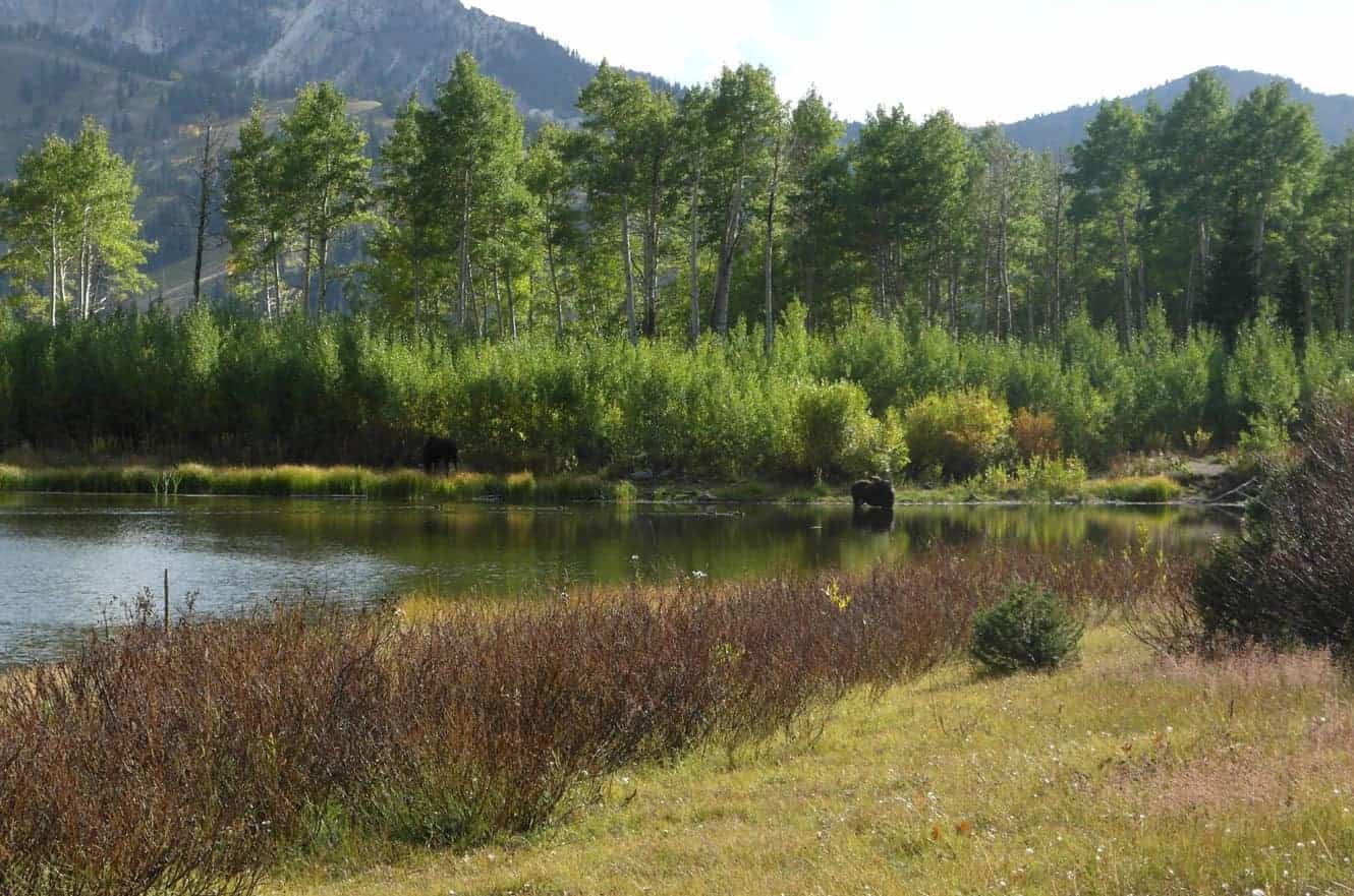 Two moose standing in shallow water near a pond, surrounded by aspen and brush turning shades of red and gold