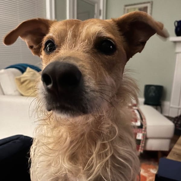 Close up of Teddy the dog